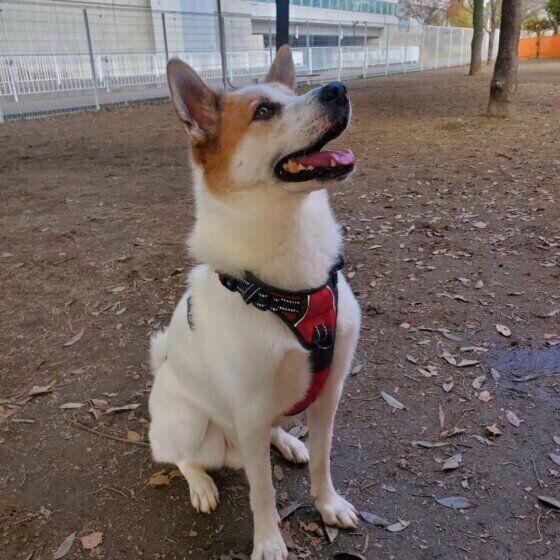 ドッグランでオスワリをする犬