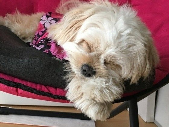 眠る犬