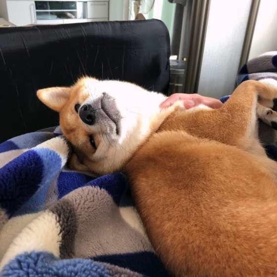 もっとなでて♪