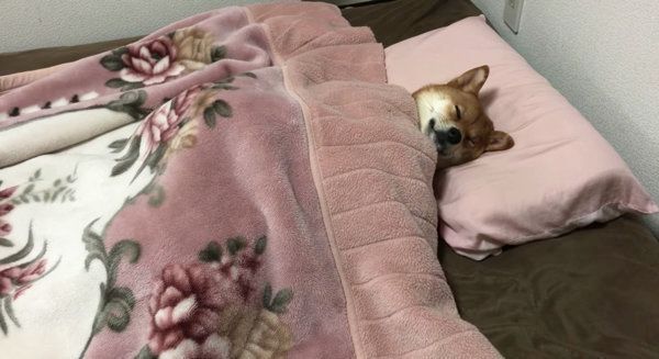 布団で人間のように寝る柴犬