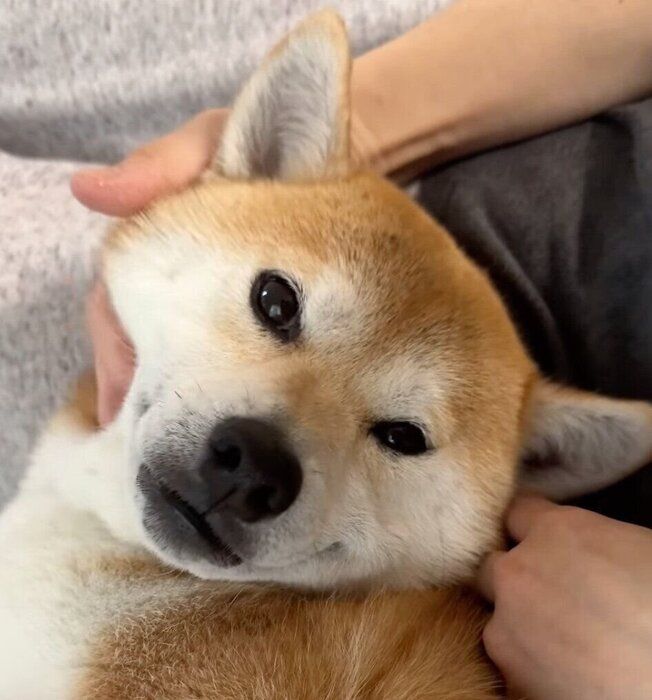 ナデナデしてもらうむぎちゃん