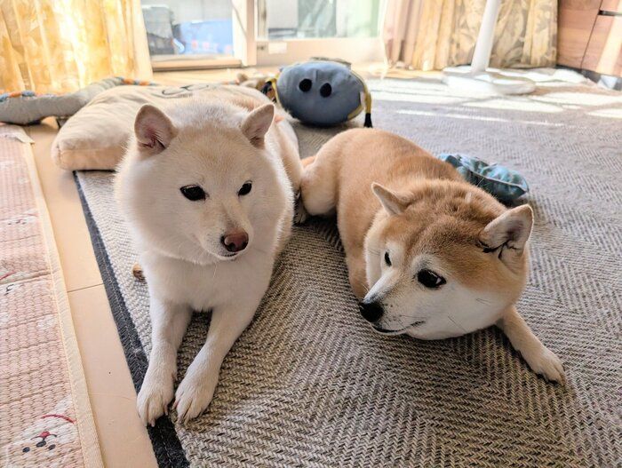 お互いの顔を見る2頭