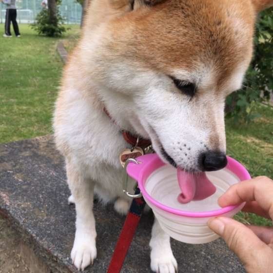 シニア犬との付き合い方を見直そう