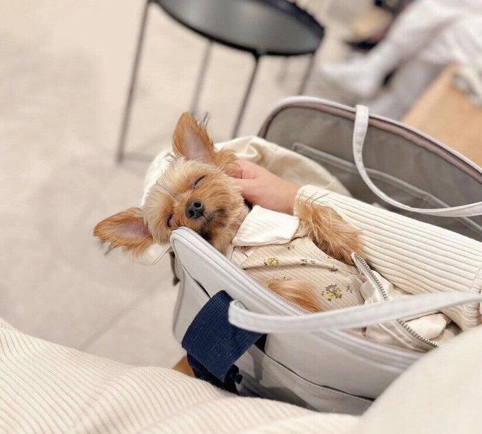 眠るぴのちゃん