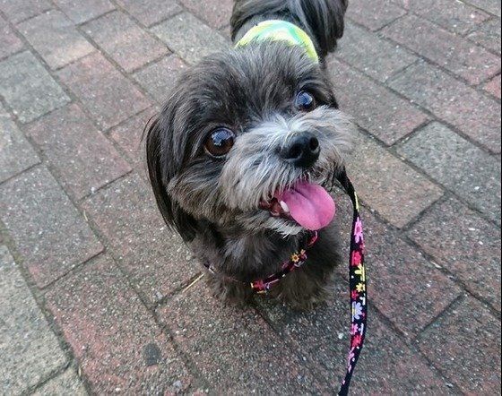 散歩中の小型犬