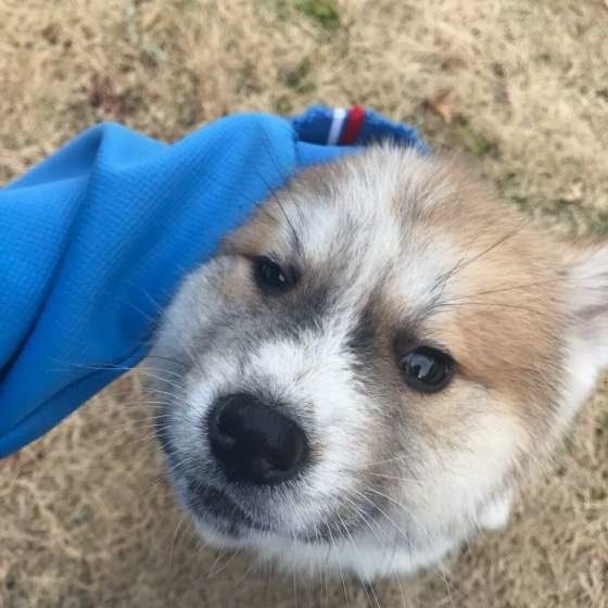 秋田