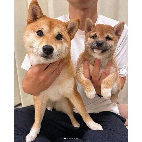 すぎいぬ様の専用ページ 姉妹犬の「初ツーショット」が実現してから1年が経過→仲良し