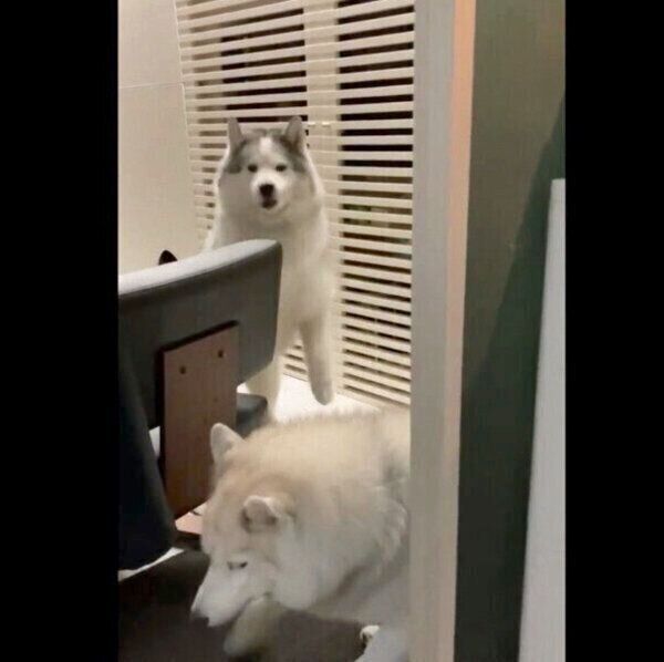 隠し撮りされていることに気づいたフィスくん