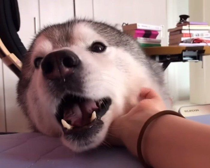 なでられる犬