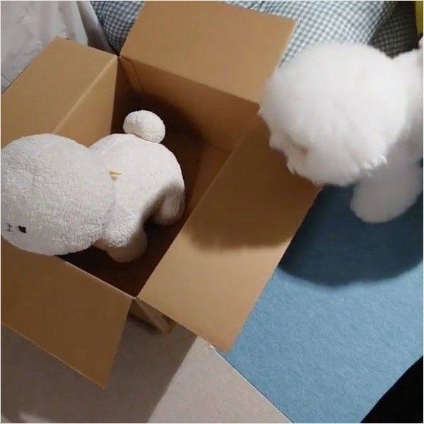 ダンボール大好きワンコ