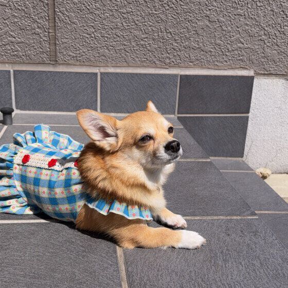日向ぼっこ中のチワワちゃん