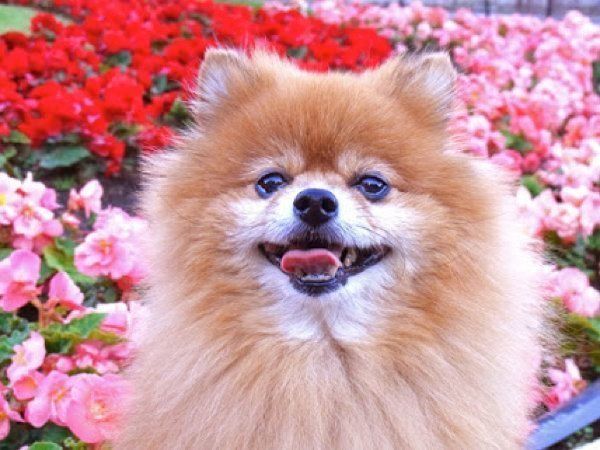 笑顔を見せる犬