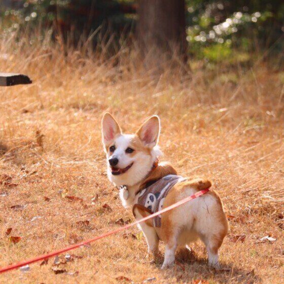 ウェルシュ・コーギー・ペンブロークのマハロちゃん