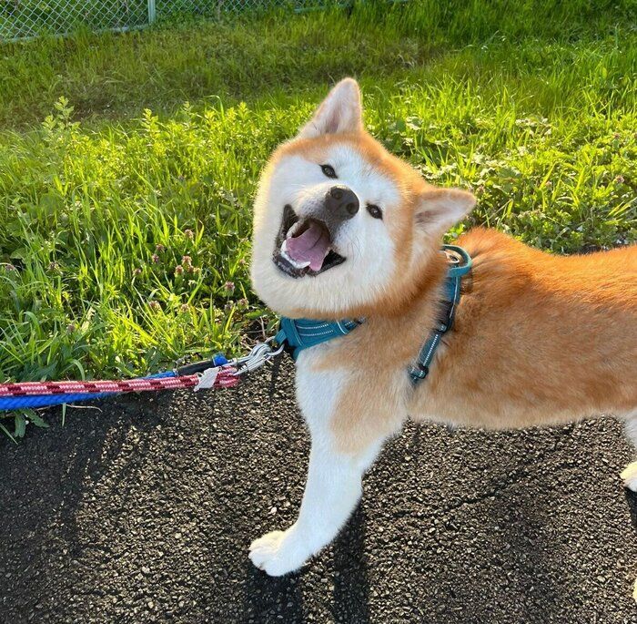 散歩を楽しむ桃亮くん