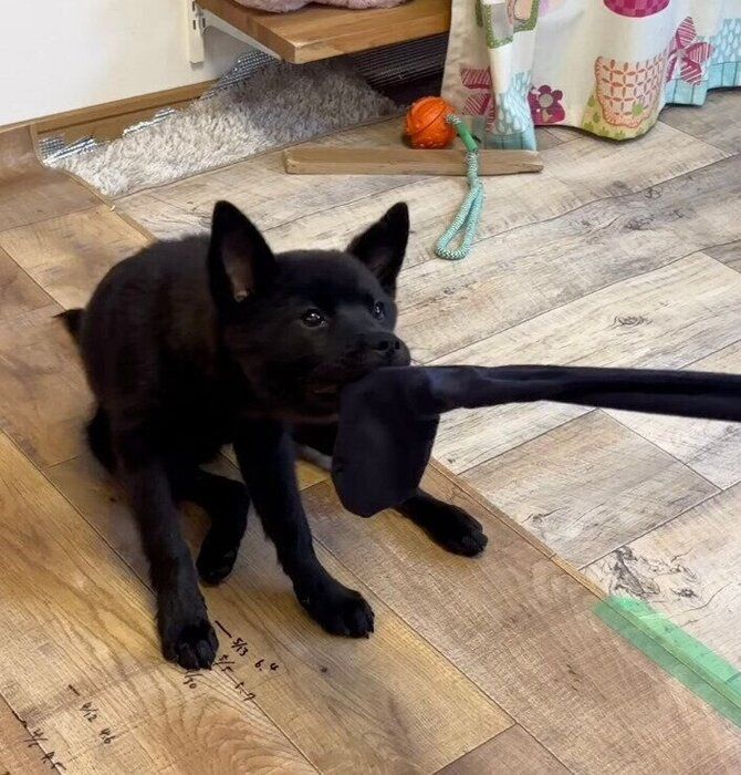 靴下を引っ張るくろだちゃん