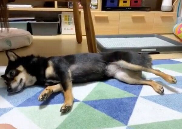 お腹を撫でられると足が上がってしまうあずきちゃん
