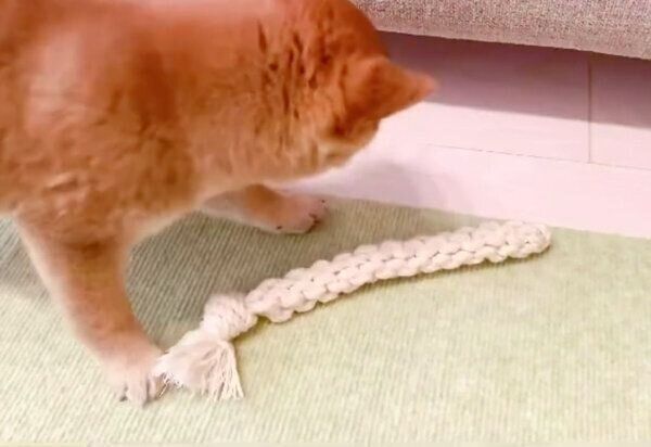 飼い主さんと遊ぶぽたちゃん