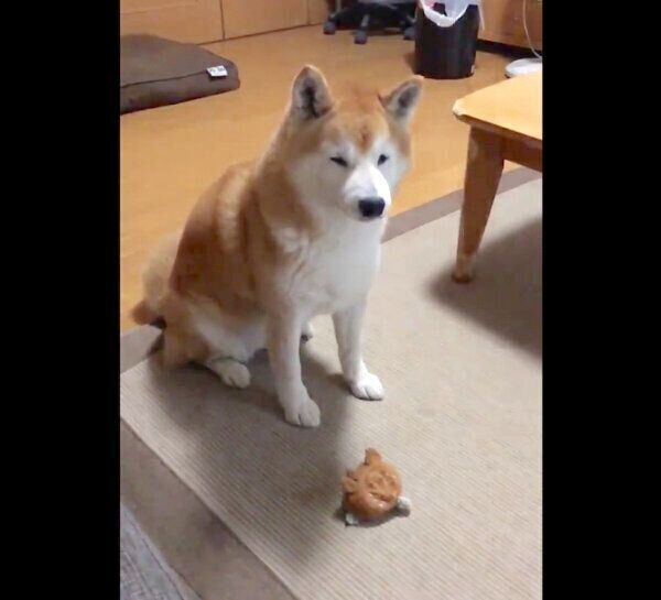 固まるロペさん