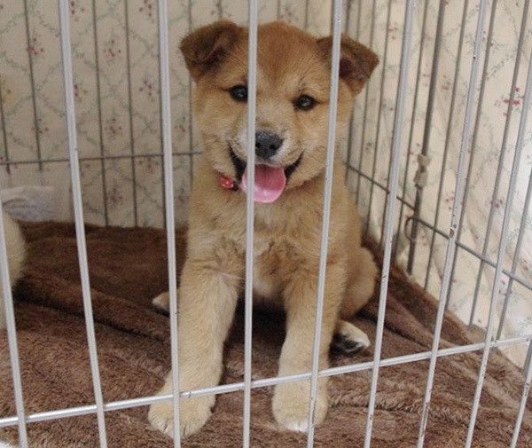 見つめる子犬