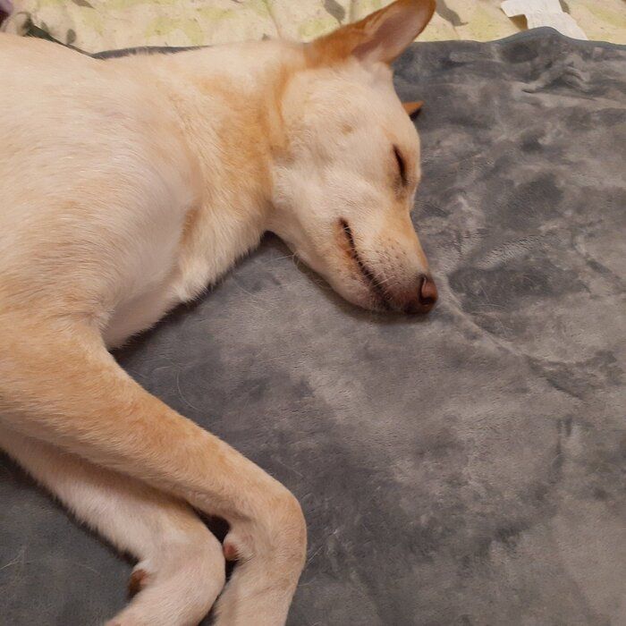 ドッグラン後の犬