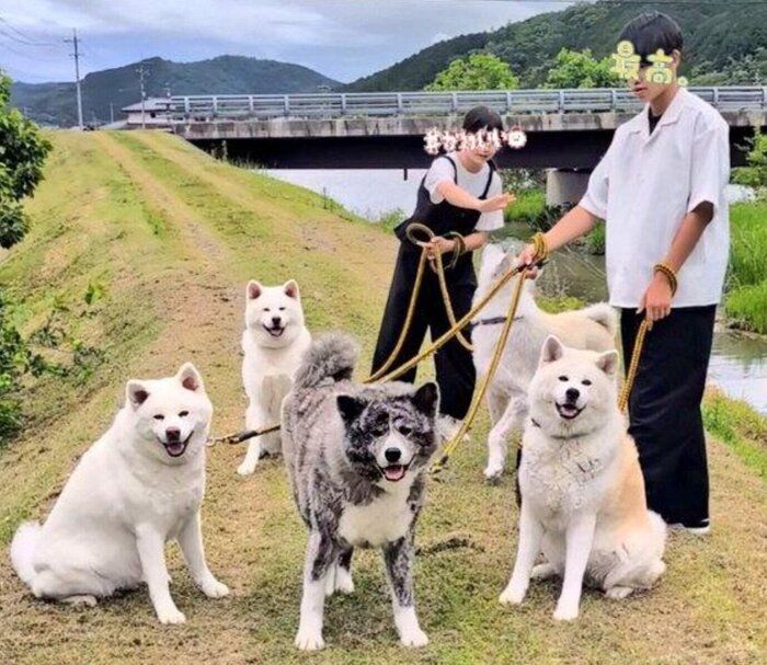楽しい散歩の様子