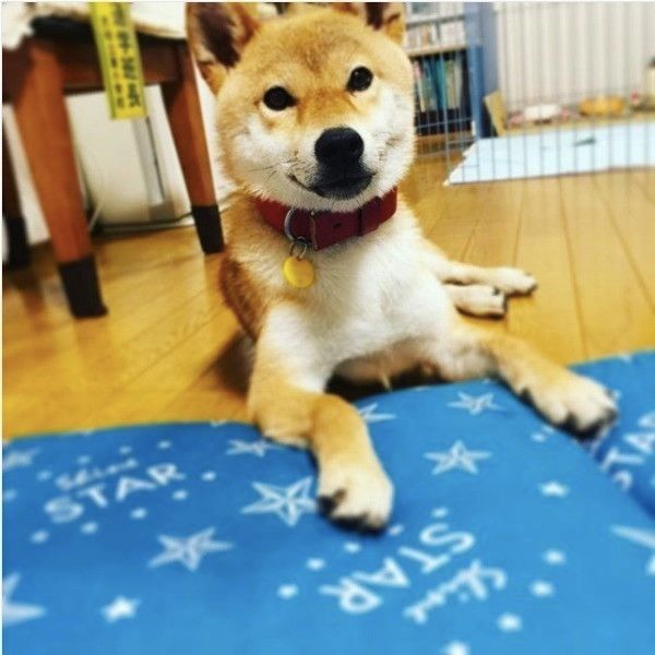 サスケくん