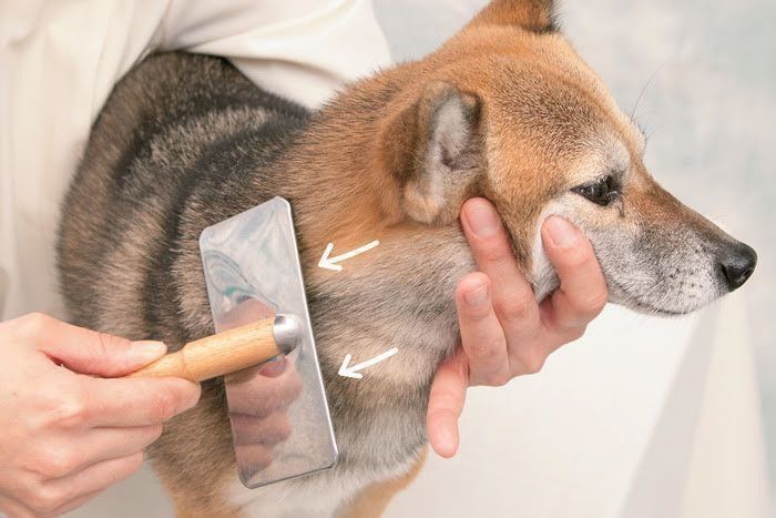 首回りをブラッシングしている柴犬