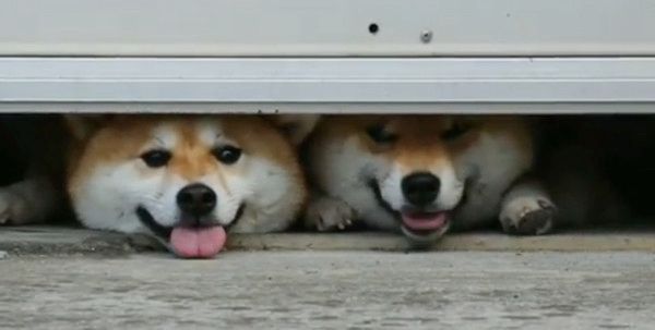 密着する柴犬