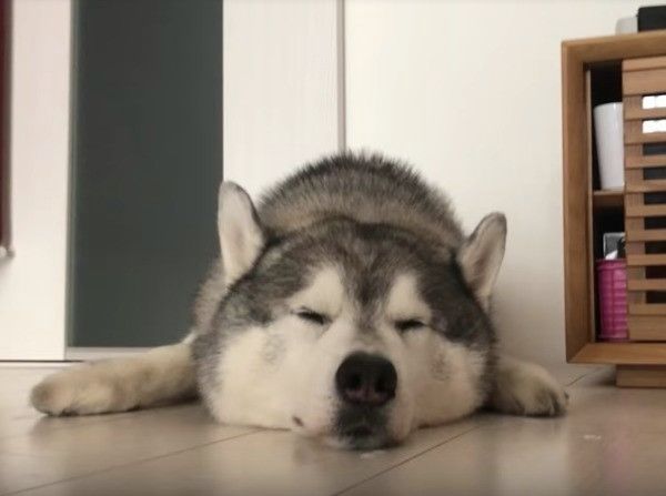 シベリアン・ハスキー