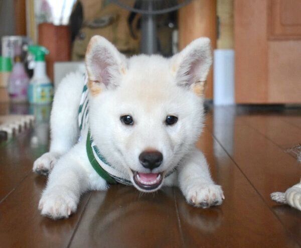 子犬時代のたおるくん