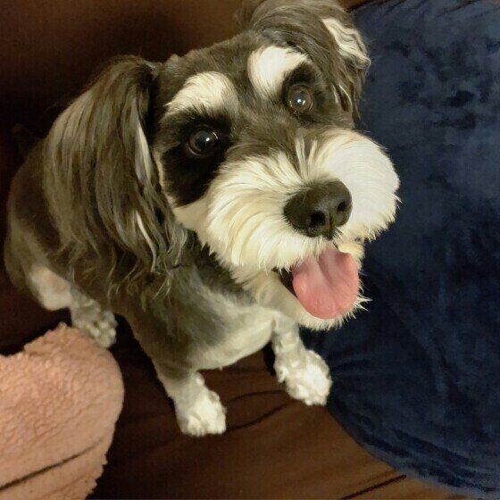 健康管理や防災にも役立つ、愛犬の健康手帳を作っておこう! いぬのきもち