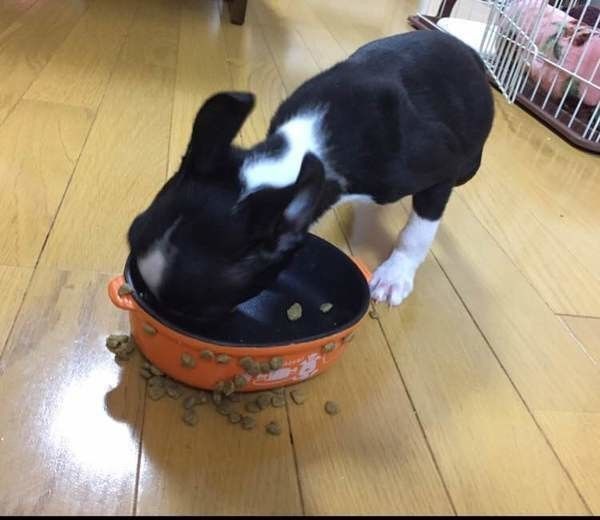 美味しいご飯を夢中で食べるもずくくん