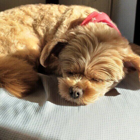 眠る犬