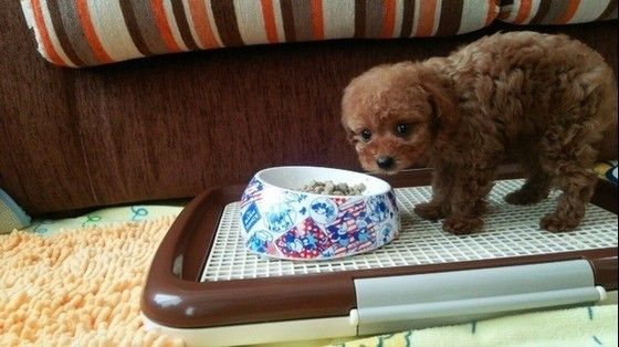 フードを食べない犬
