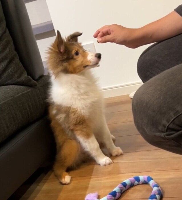 生後3カ月のシェットランド・シープドッグ