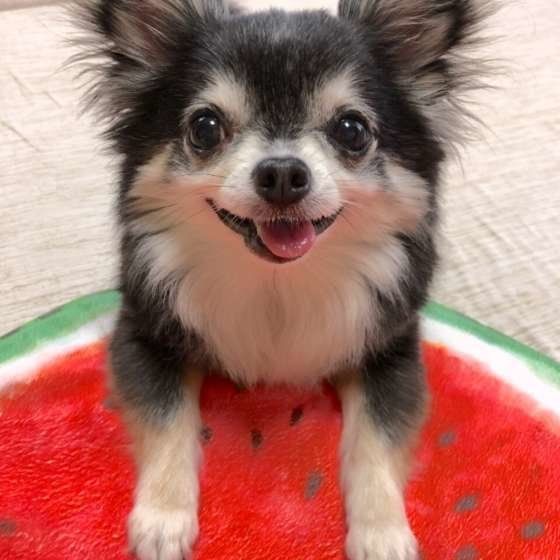 スイカのクッションに乗る犬