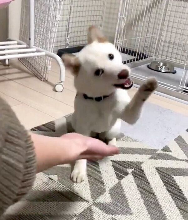 おかわりをするえるちゃん