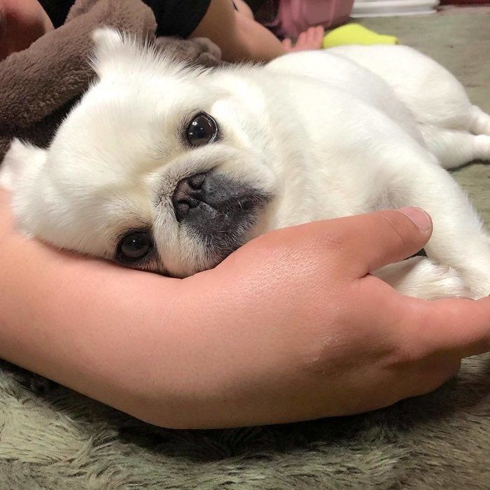 パグペキ ももちゃん