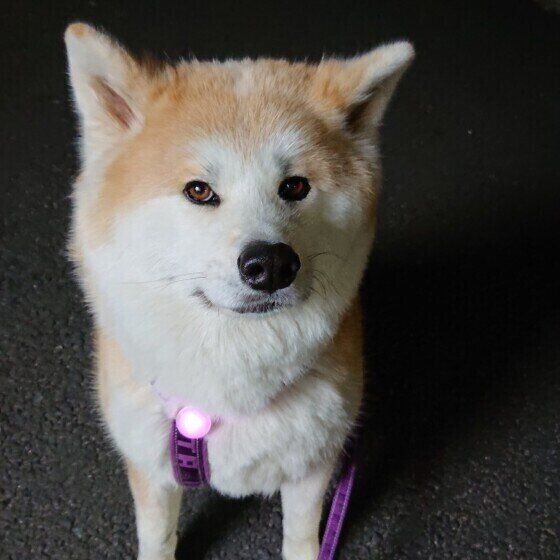 秋田