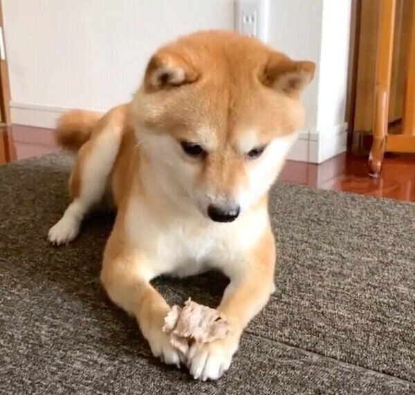お肉を見つめる豆千代くん