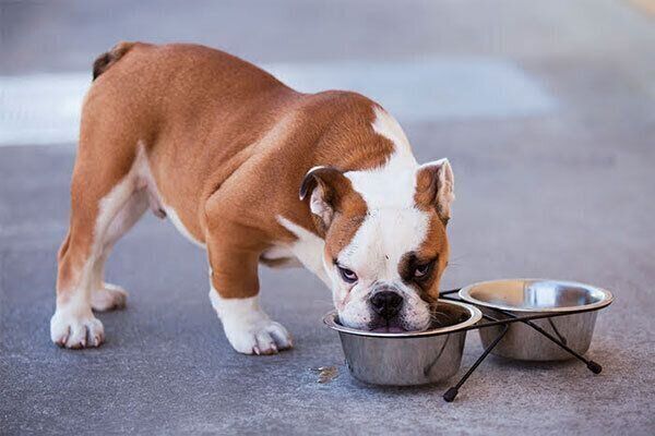 水を飲む犬