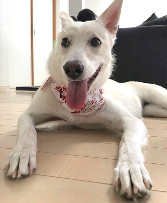 くつろぐハクちゃん
