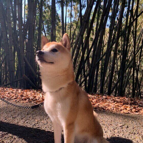 柴