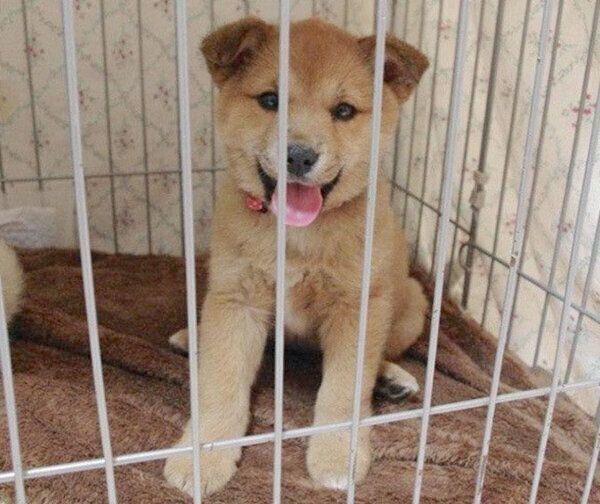 里親募集をしていた頃の柚ちゃん