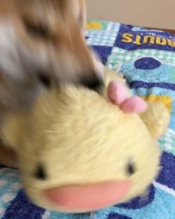 遊ぶ柴犬