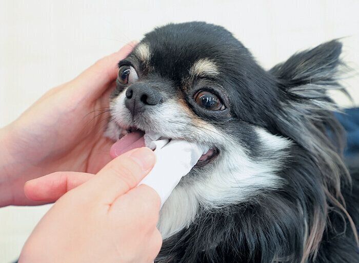 犬の歯みがきを上手に進めるコツとは？お悩みQ&Aで対処法も紹介！