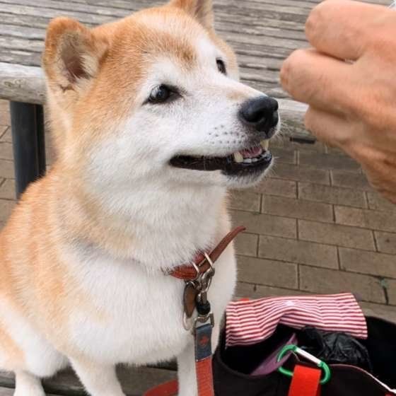 おやつをもらう柴犬