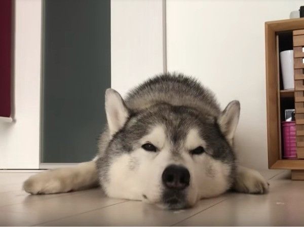 シベリアン・ハスキー