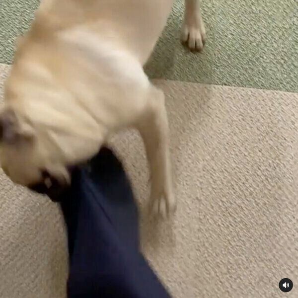 パパさんを引き止めるむぎちゃん