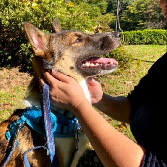見つめるMix犬